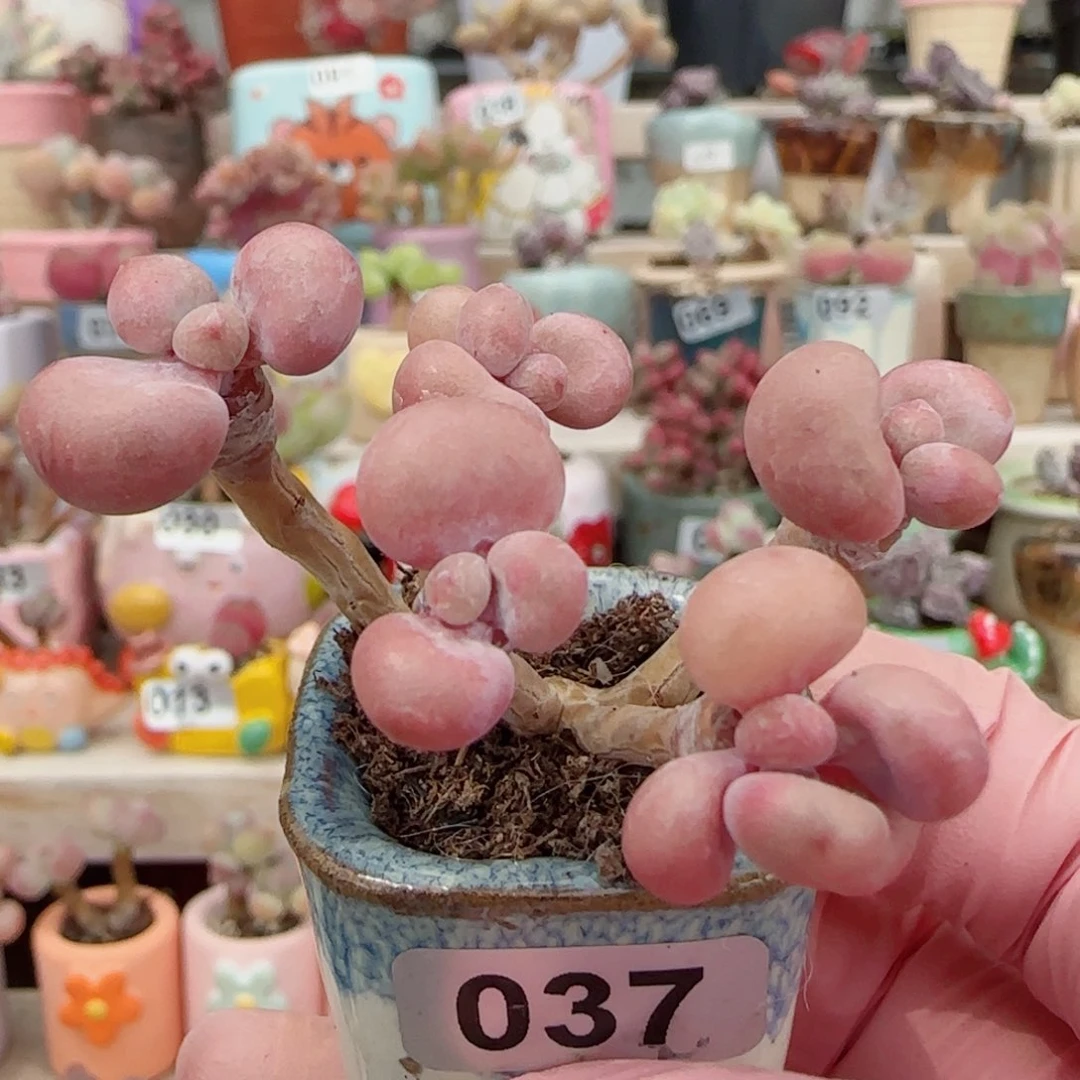 造型桃蛋 盆口2.5cm