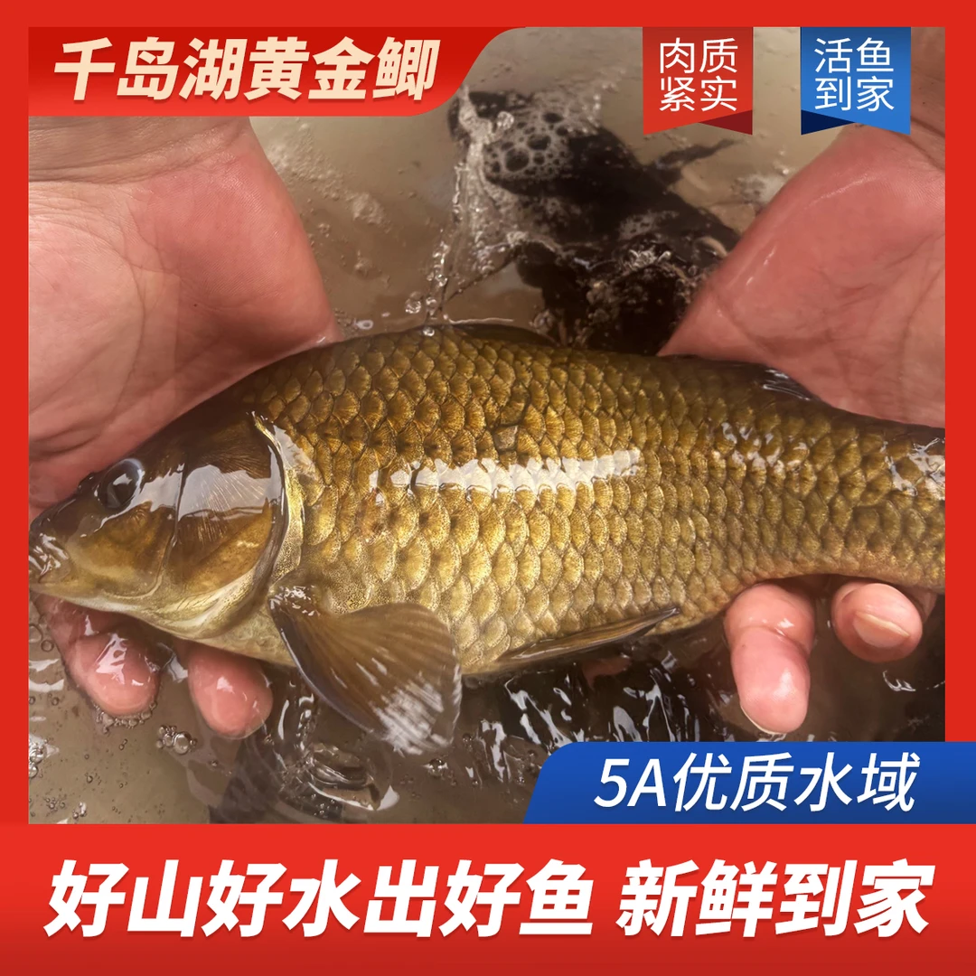 千岛湖生态鱼现捕现捞【黄金鲫鱼】源头直供肉质鲜美适合红烧炖汤