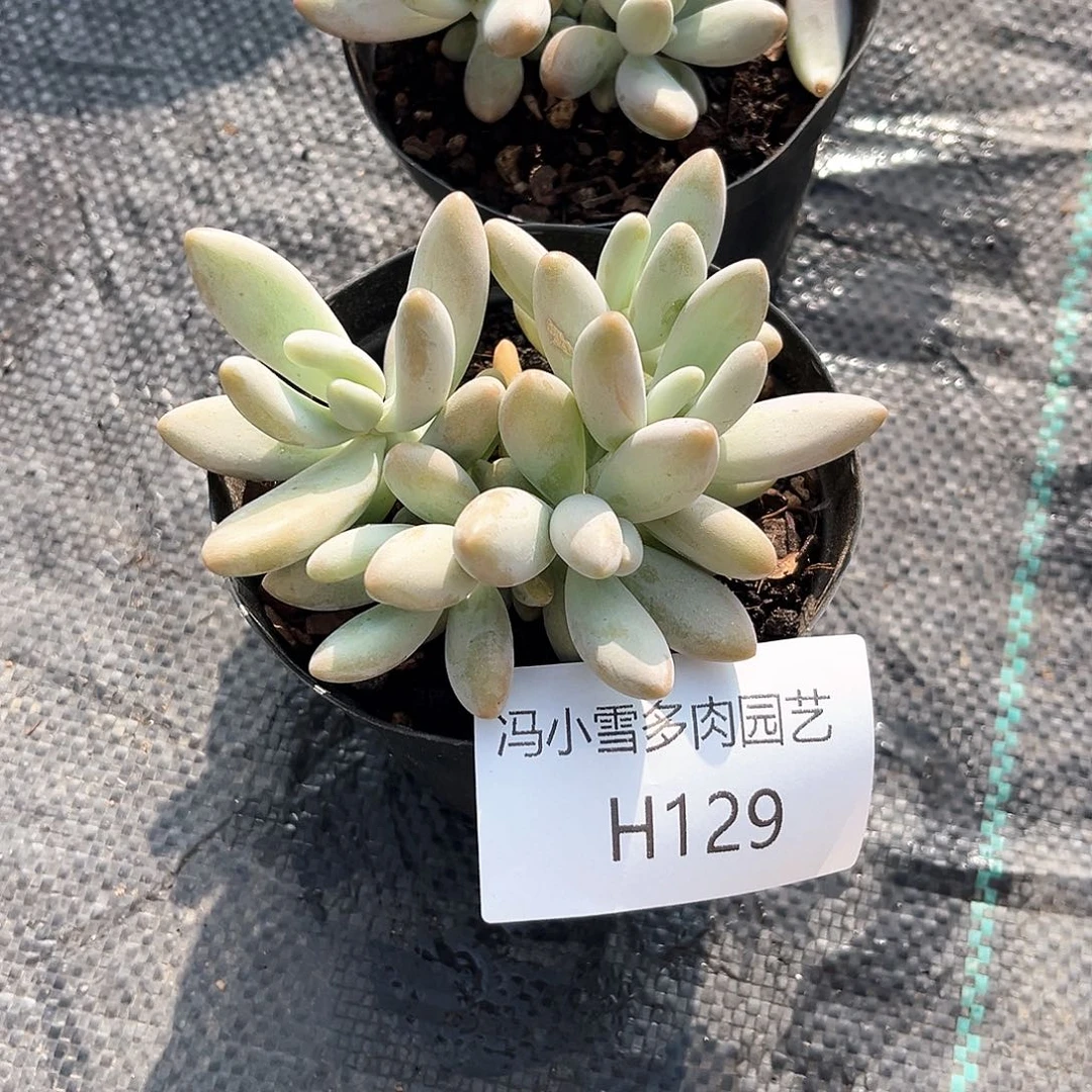 白兰地68号一个拍照