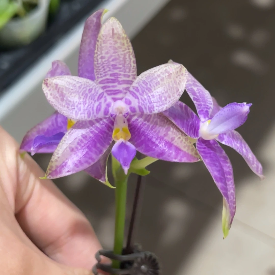 完全开放派大星-1453