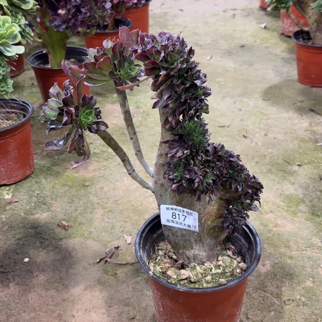 817黑法师缀化多肉植物