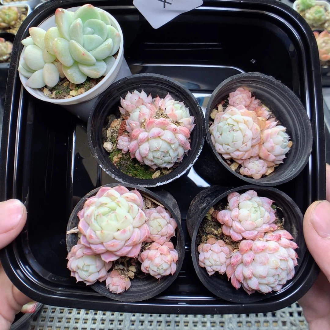 X56y y y y y y y y y y y