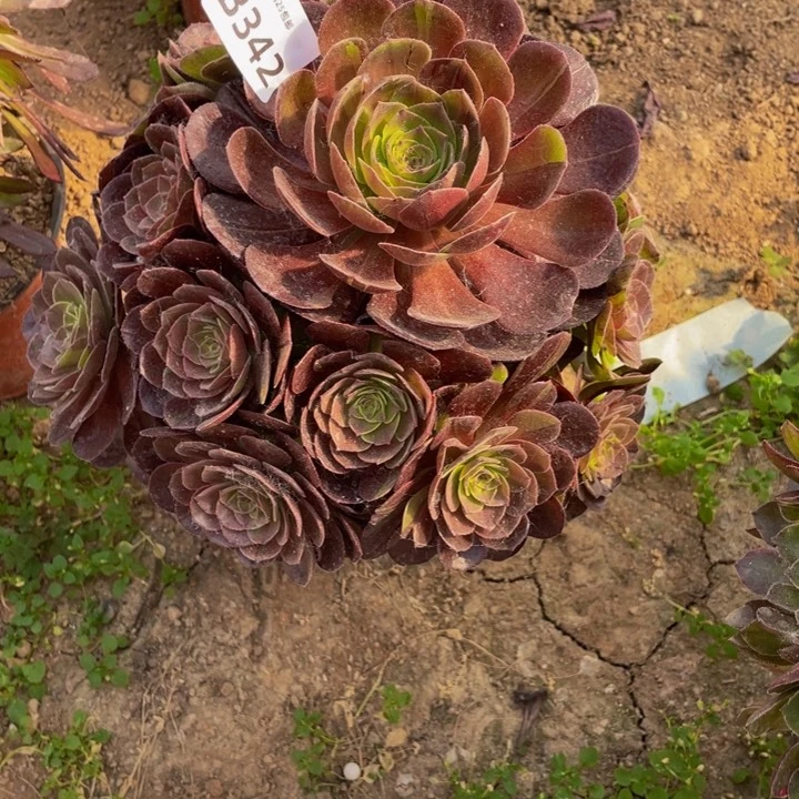 342黑骑士多肉植物