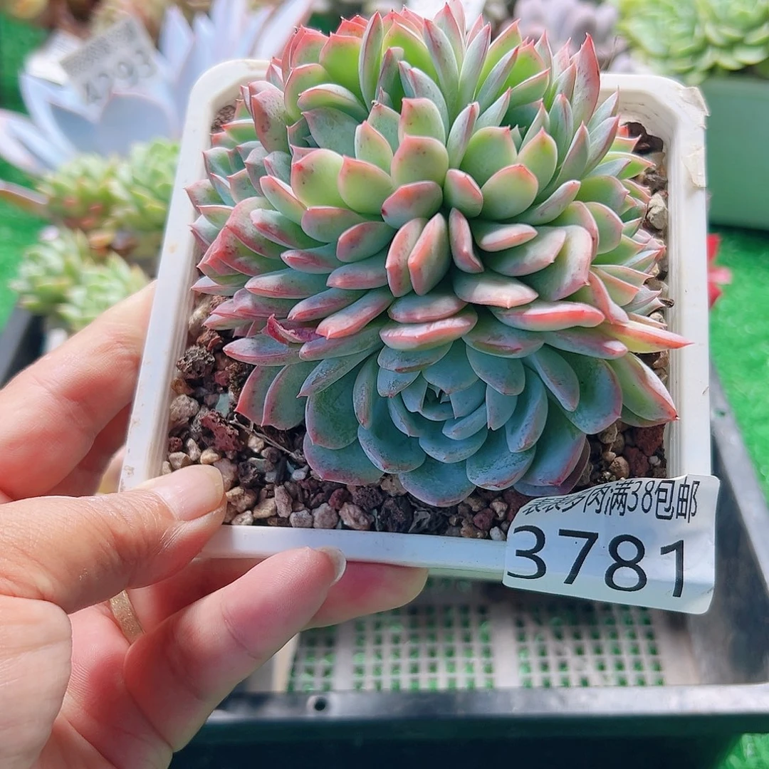无花朵多肉一物一拍植物3781