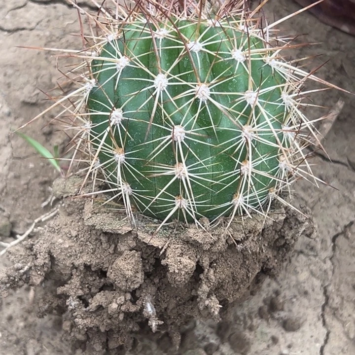 清清3-22根带花仙人球