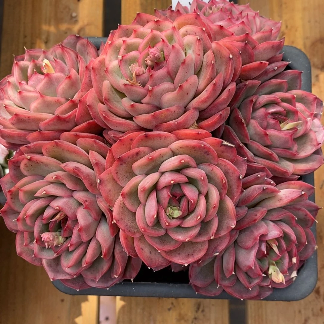 秋*杂交精品多肉522