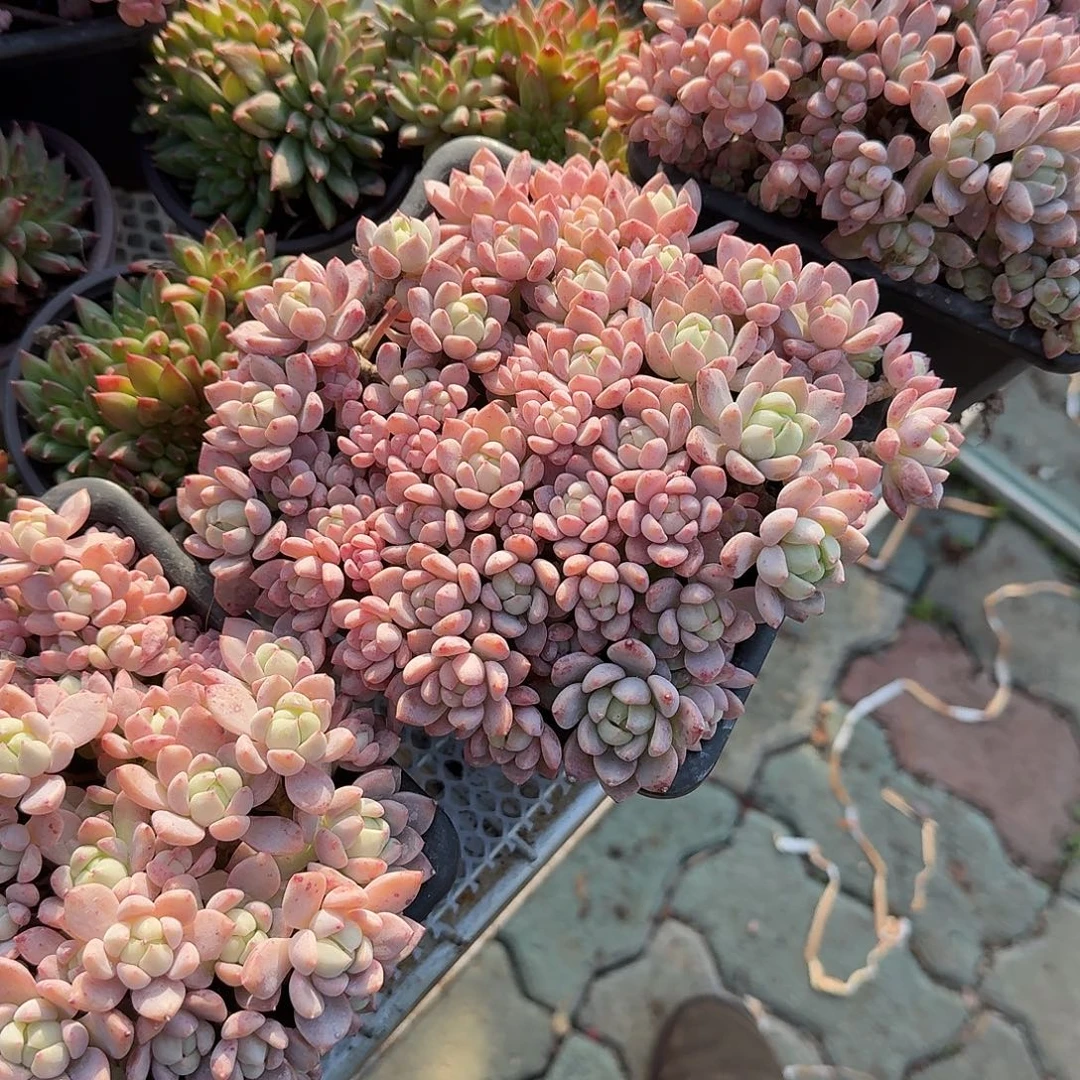 小桃红多肉植物精品