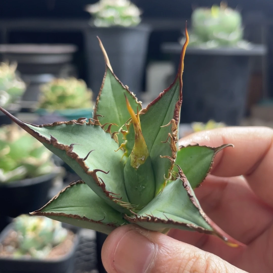 【闪购商品】鲲鹏。  顶芽