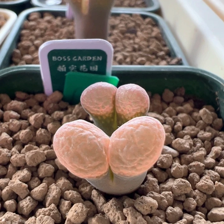 493 青蛙3年pv1089 可预留明天全场88折上折