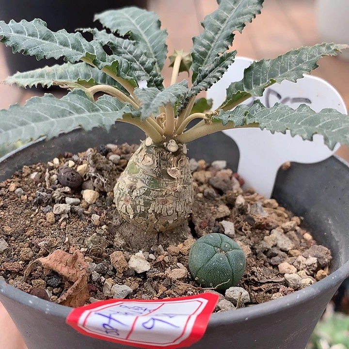 355长叶琉珊哈哈哈哈