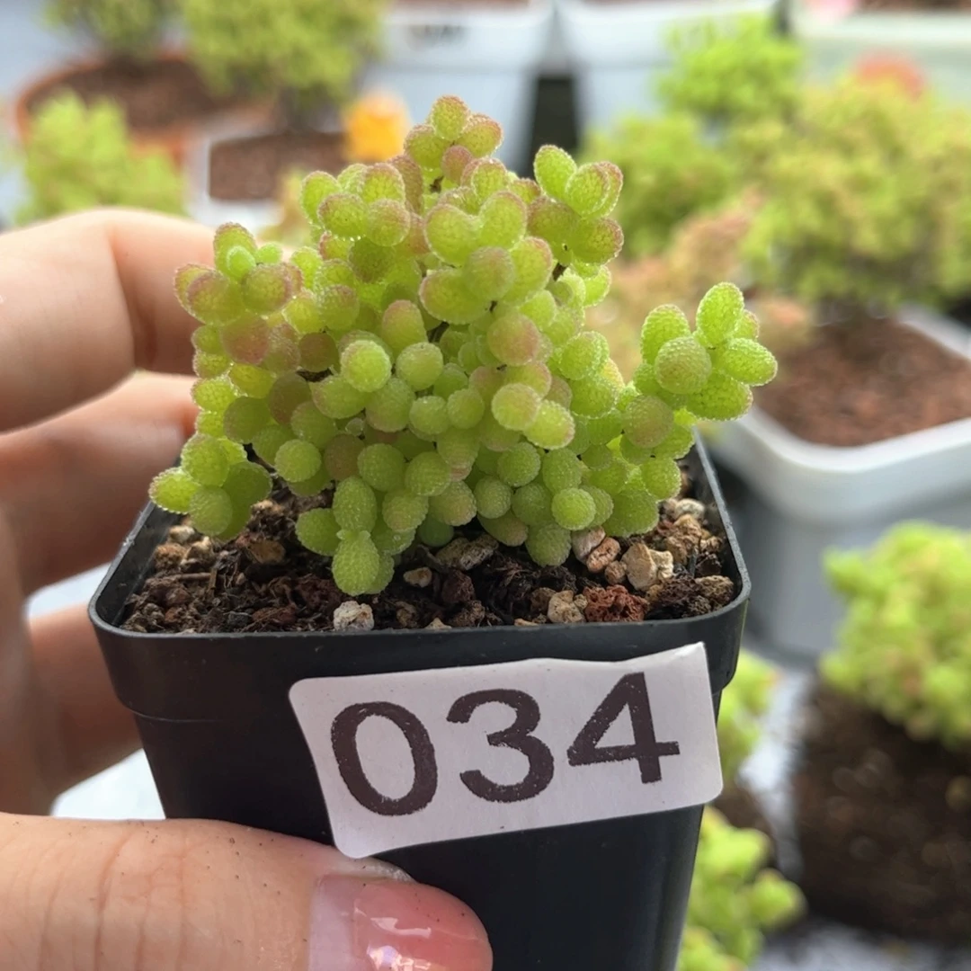 无花朵034蜜桔可爱多肉植物