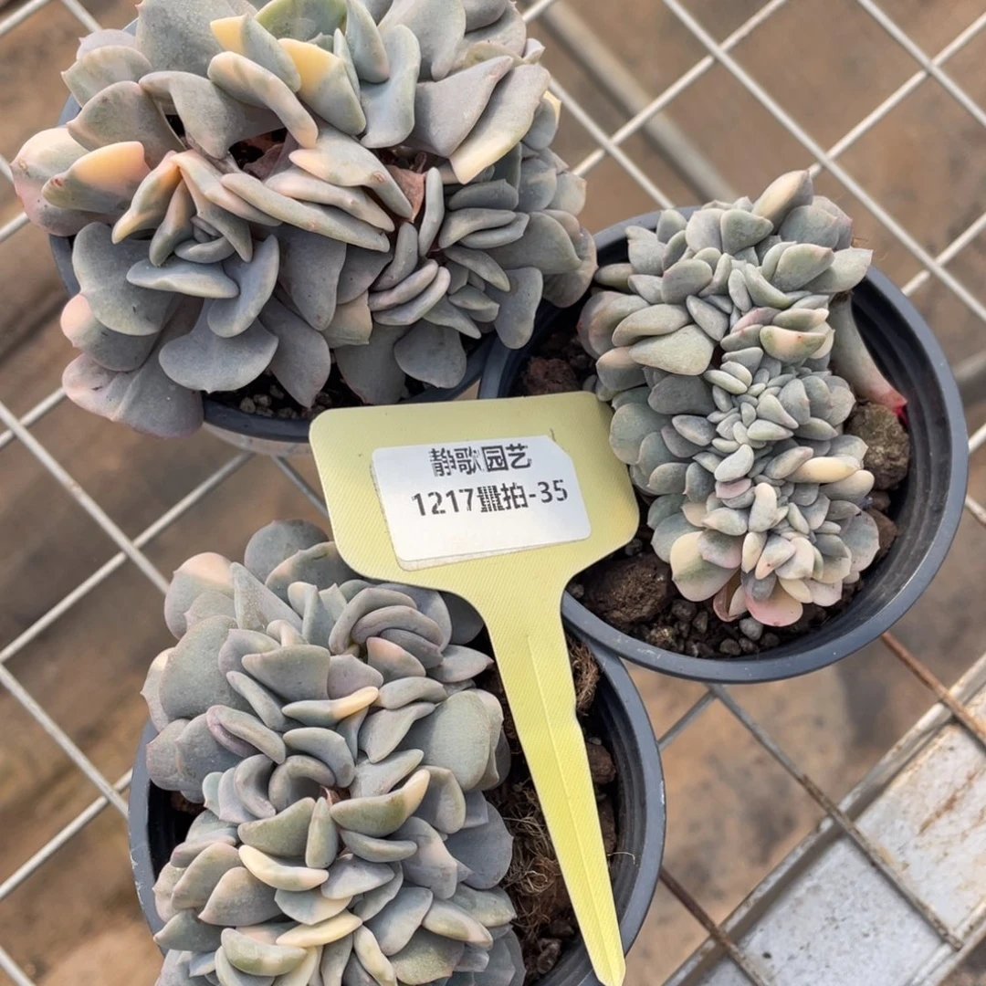 1217-35-特玉莲锦福利一颗量拍