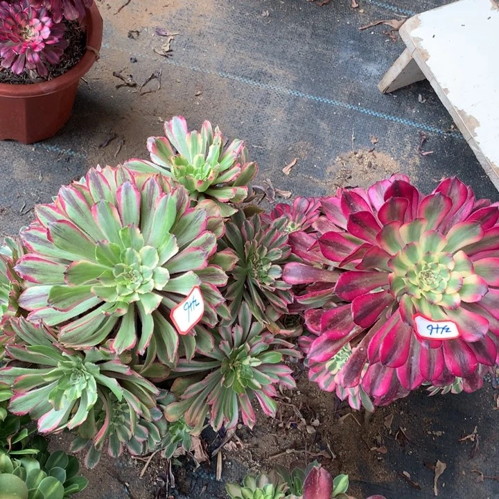 不包损346号花脸粉黛月婵