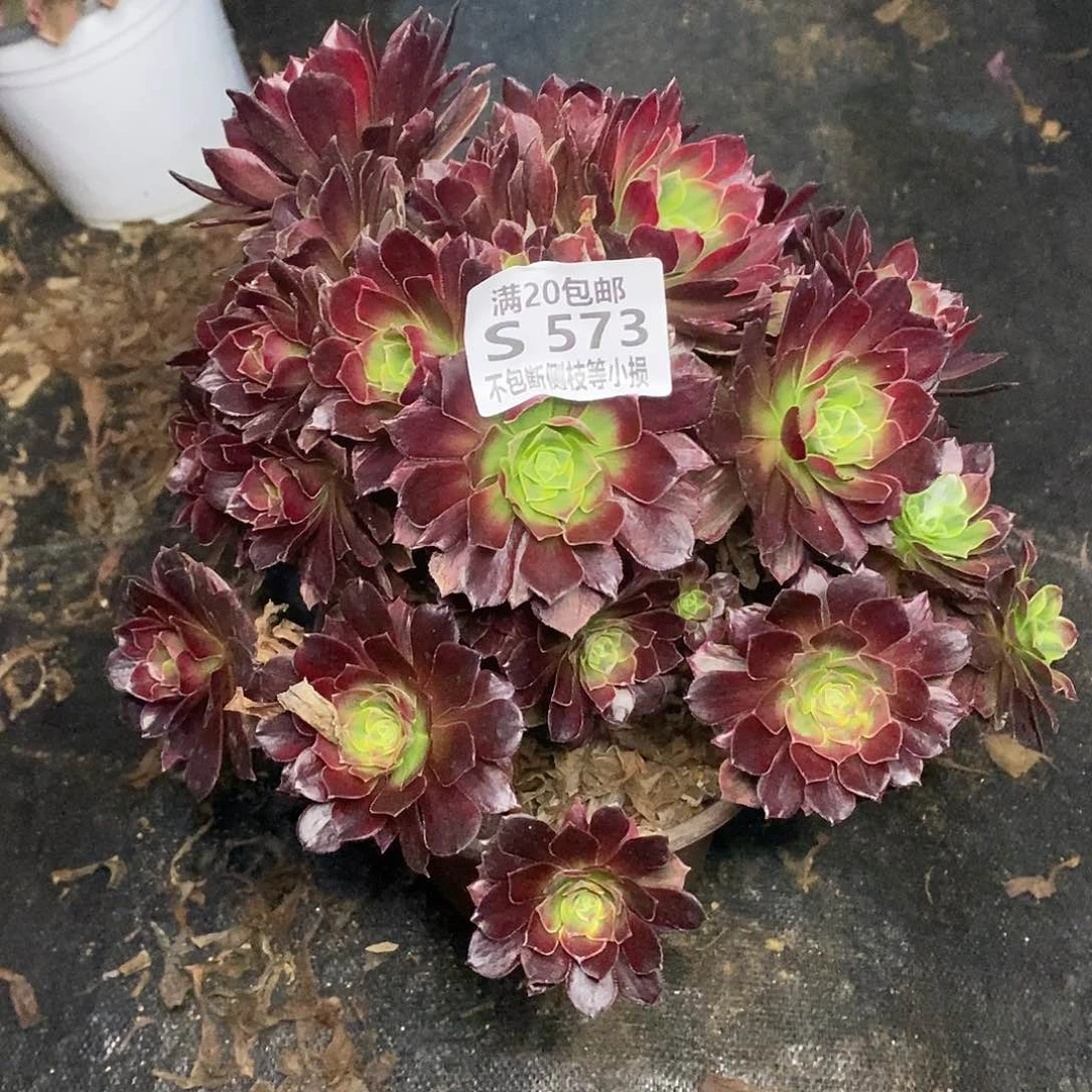 573安娜多肉法师锦多肉