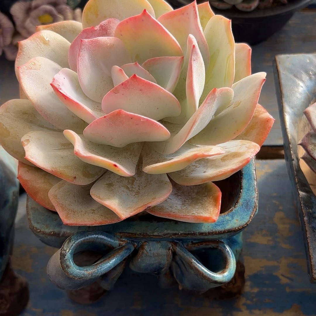 国版奶茶老桩多肉