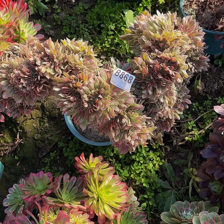 粉女郎缀化8-20-868偏远不包邮