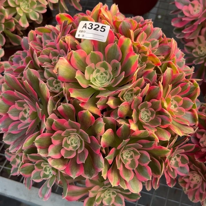 325妖月26厘米左右多肉