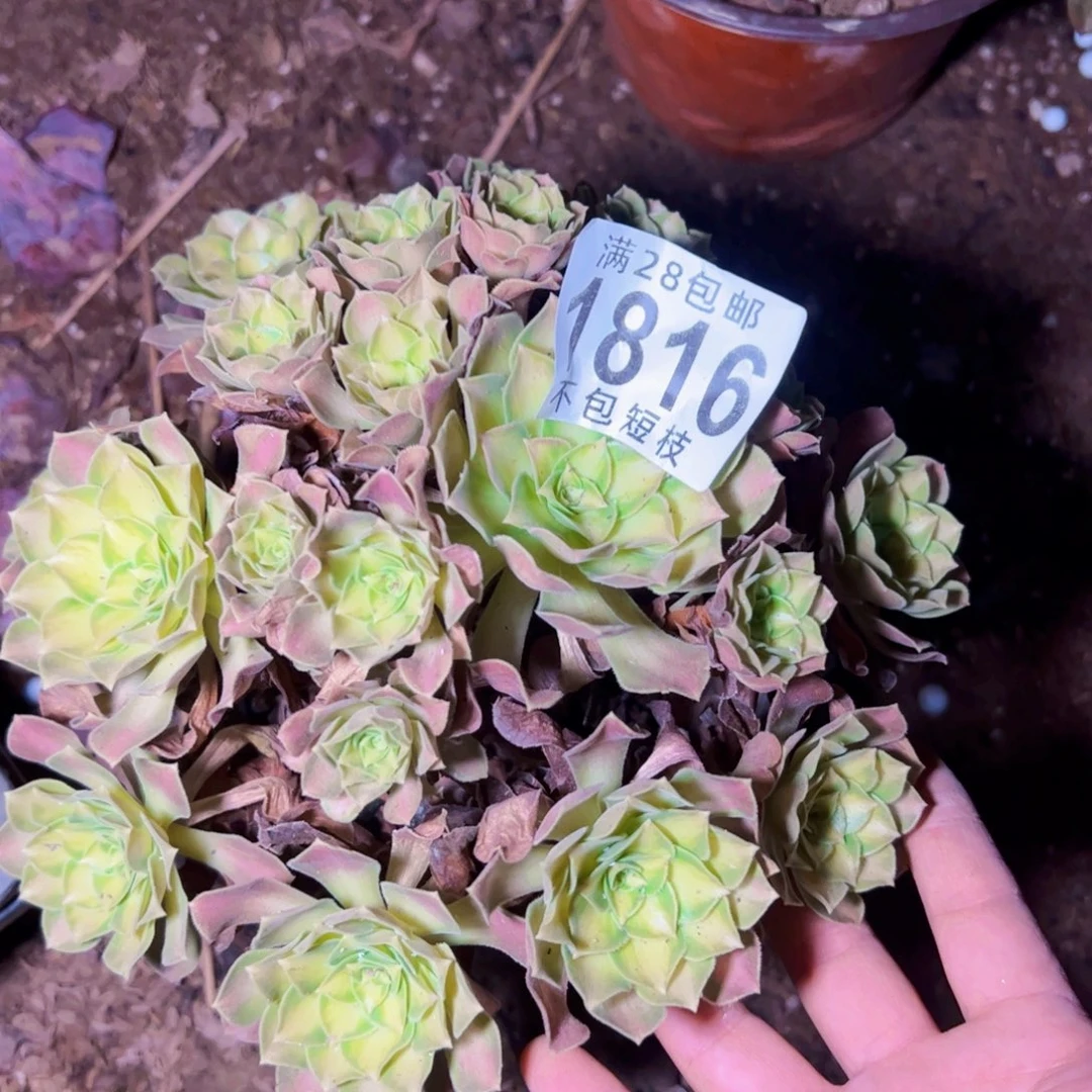 1816韶华多肉植物法师