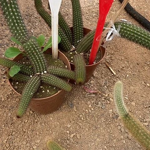 @****仙人掌垂吊橙花金妞B286 A065