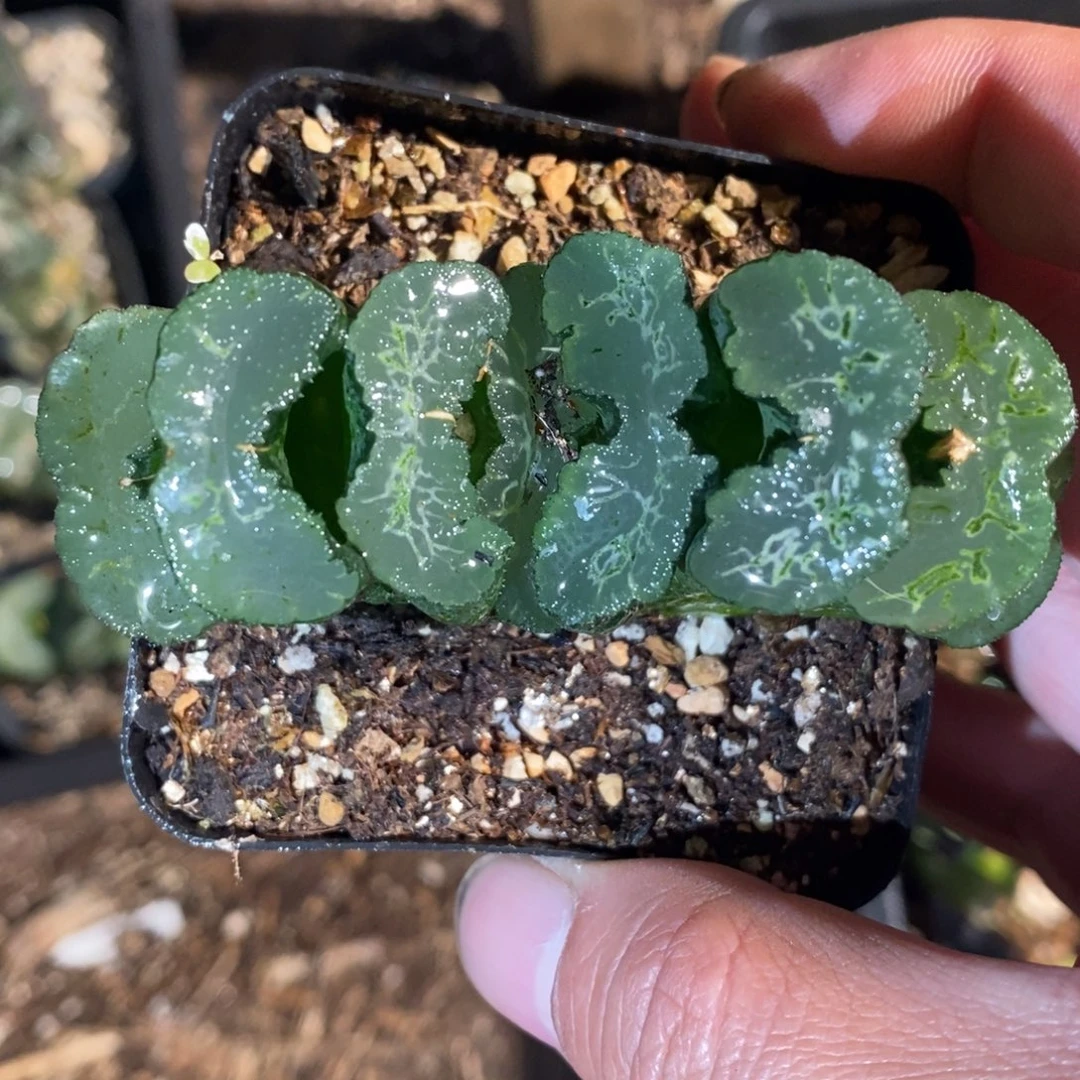 一颗大年份玉扇 零差评 整点福利