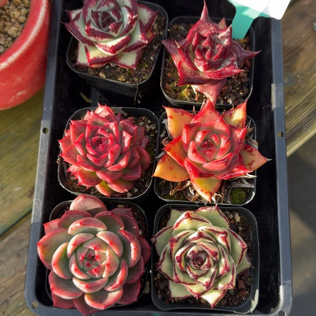 从前慢多肉精选编号1220.23