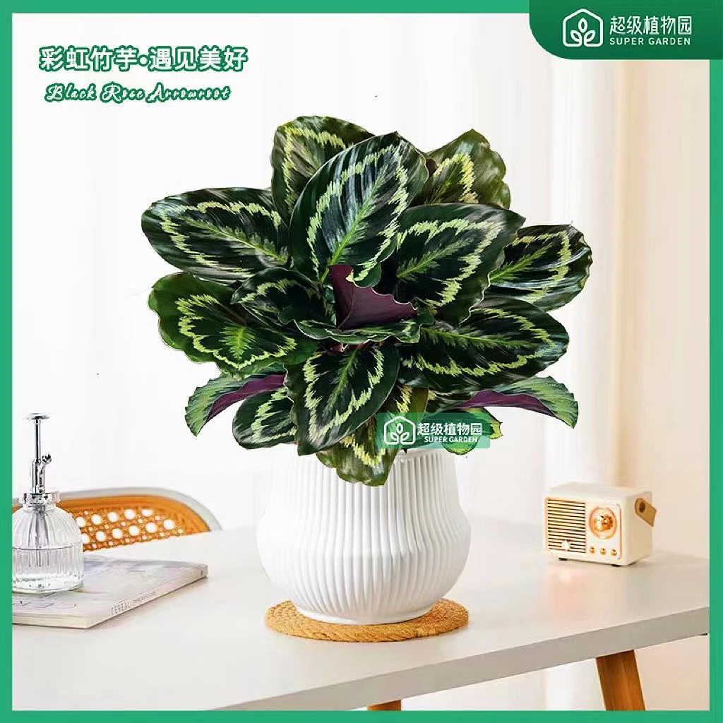 彩虹竹芋黑玫瑰竹芋盆栽植物室内桌面好养美观大叶绿植