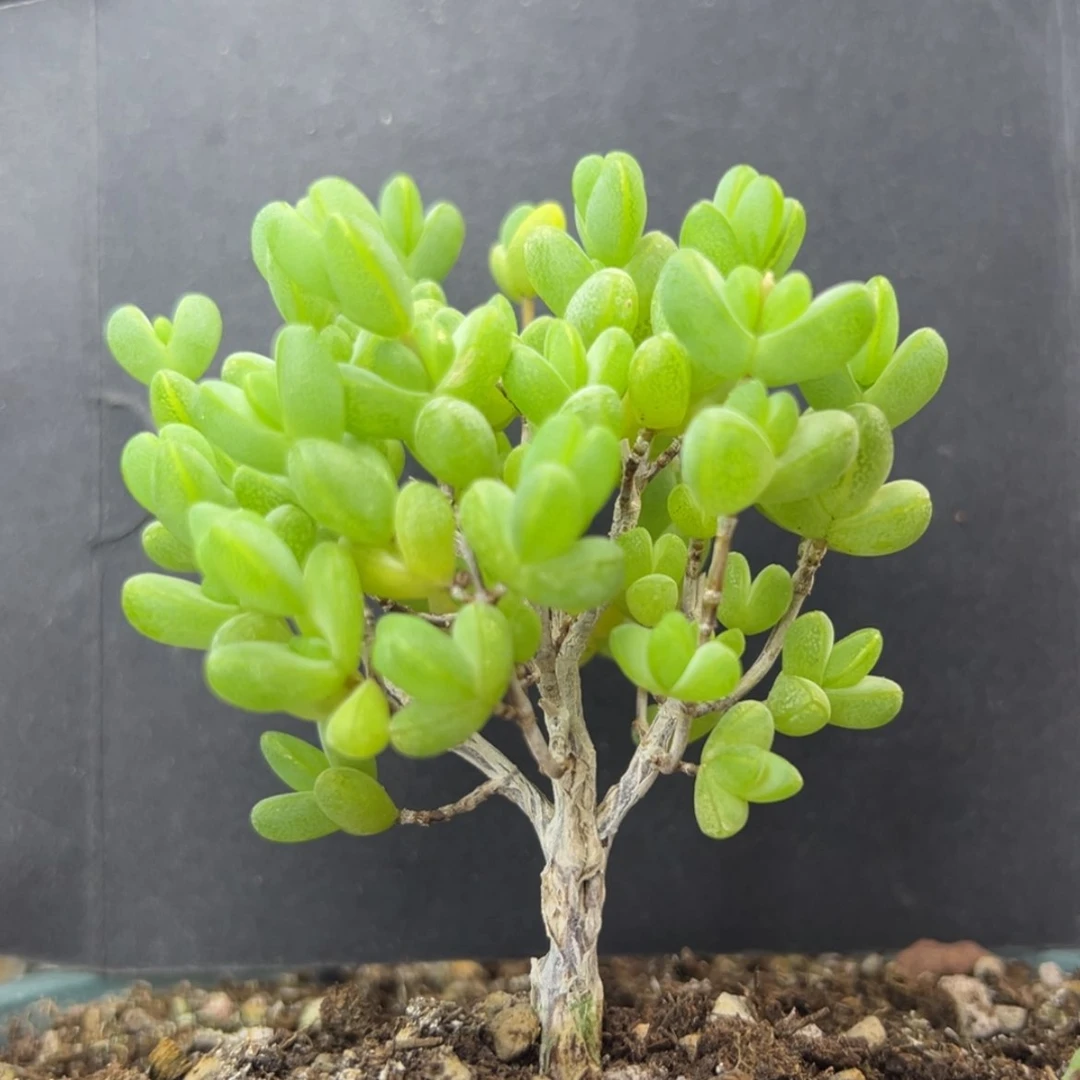 【闪购商品】dy2506元宝冠幅6cm