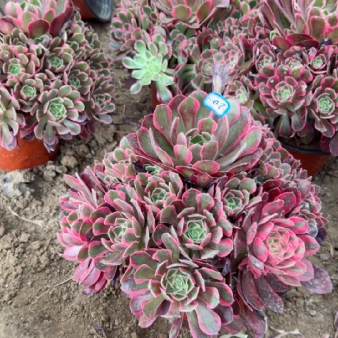 【闪购商品】多肉植物女妖20