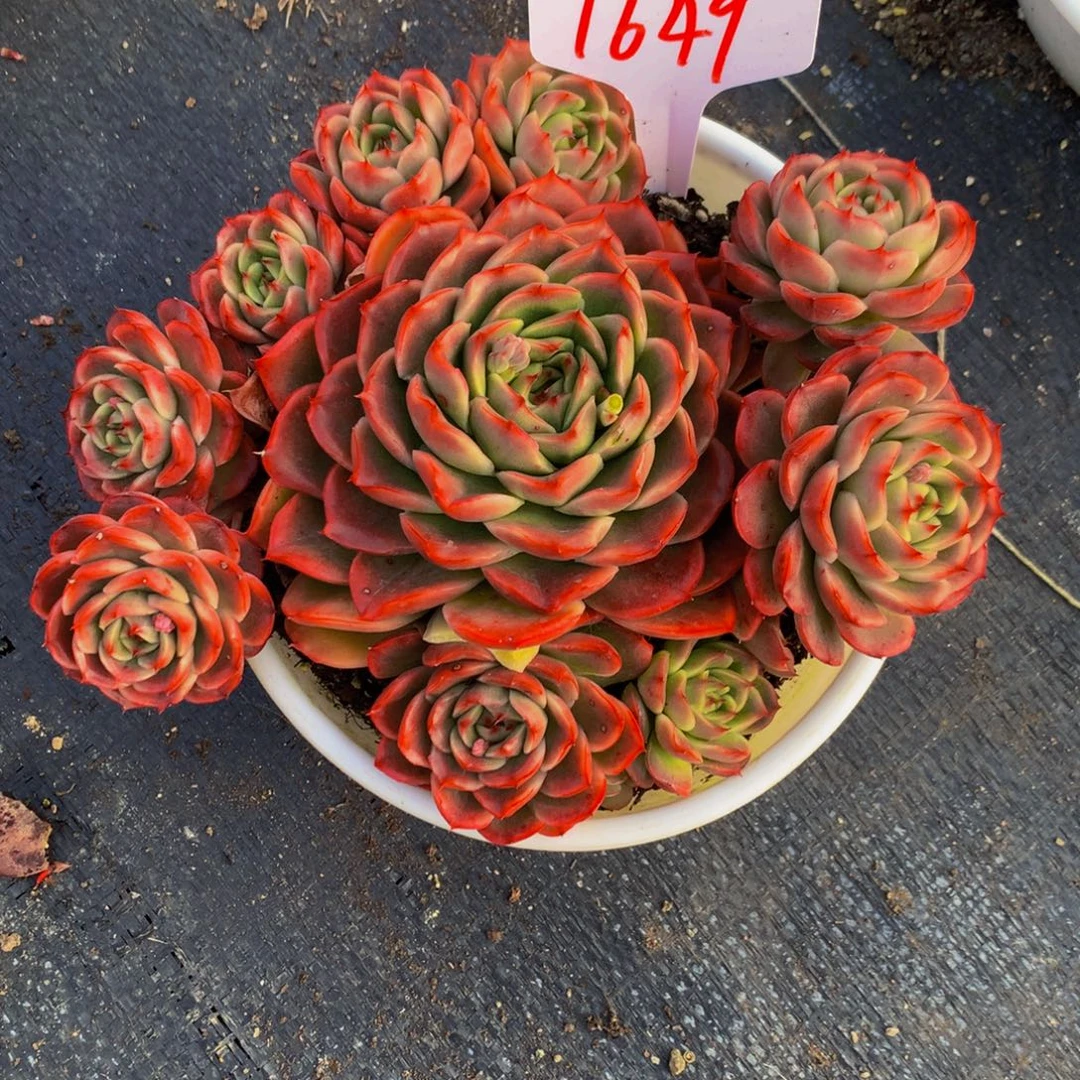 1649-15-30一物一拍