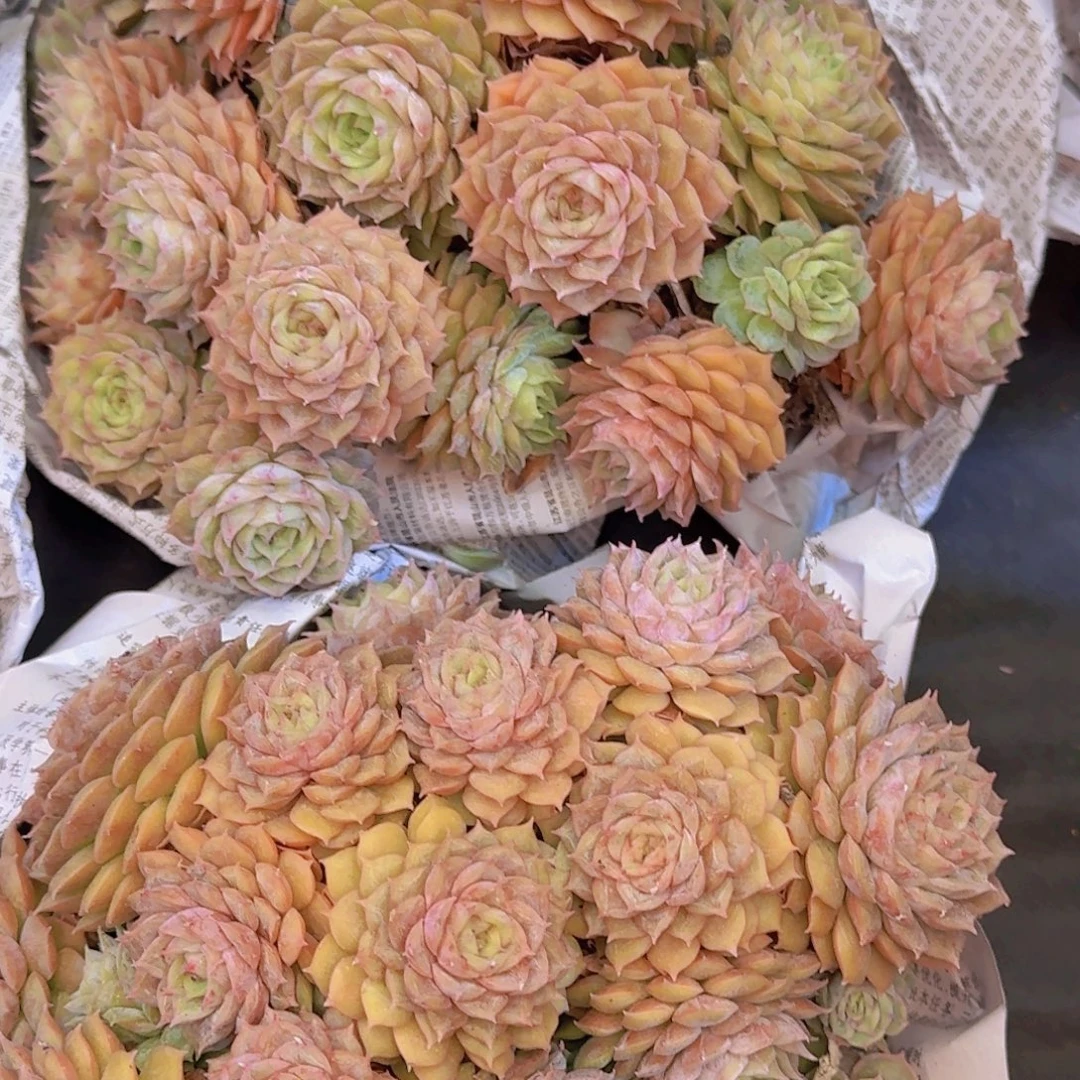 多肉植物和植物的生长
