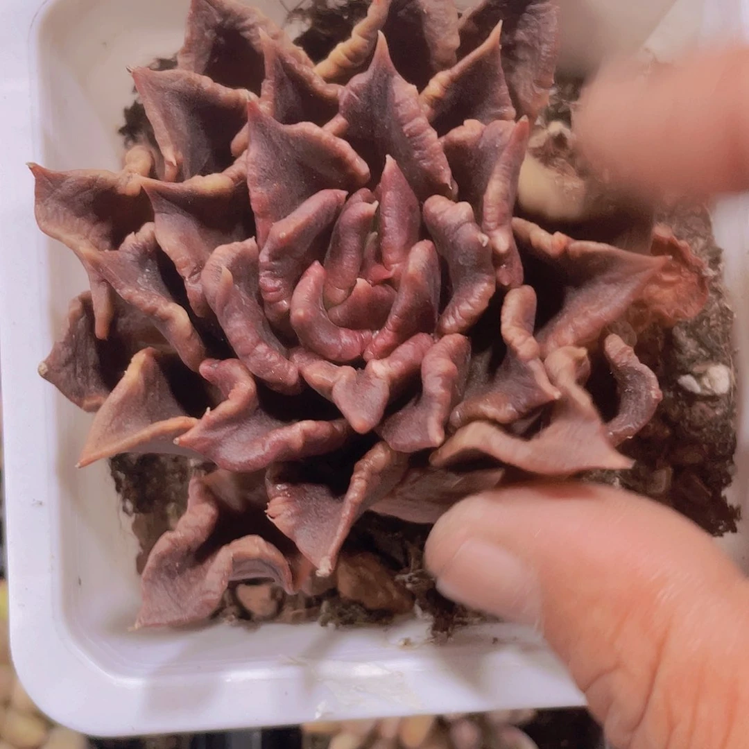 黑饺子皮e048一物一拍