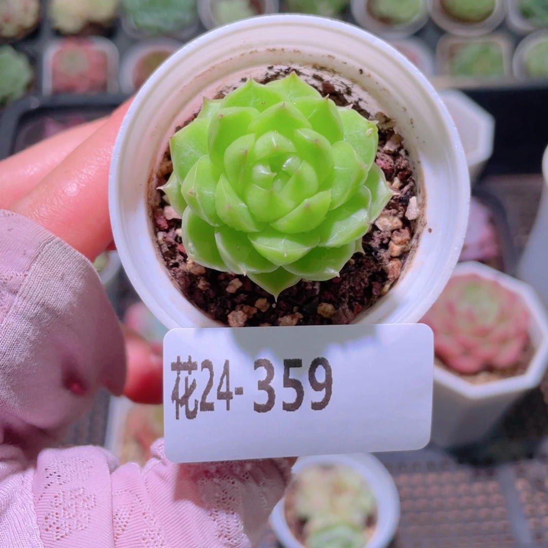 花利美24-359女王玫瑰