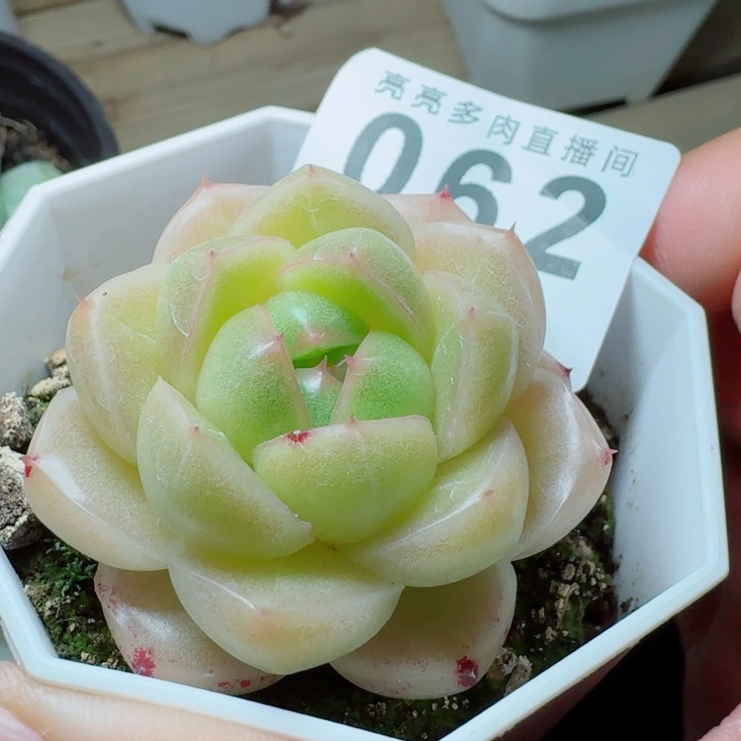 m100            精美多肉植物