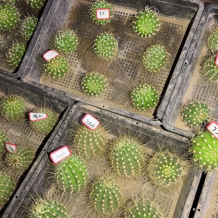老*又初春根6公分左右毛花柱