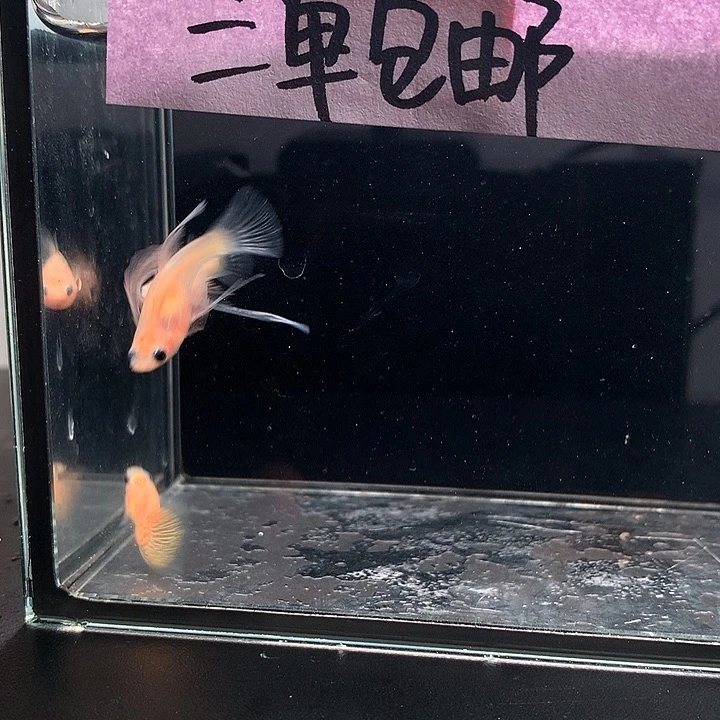 孔雀鱼黄蕾丝玻璃猫大c一对➕普通母一条