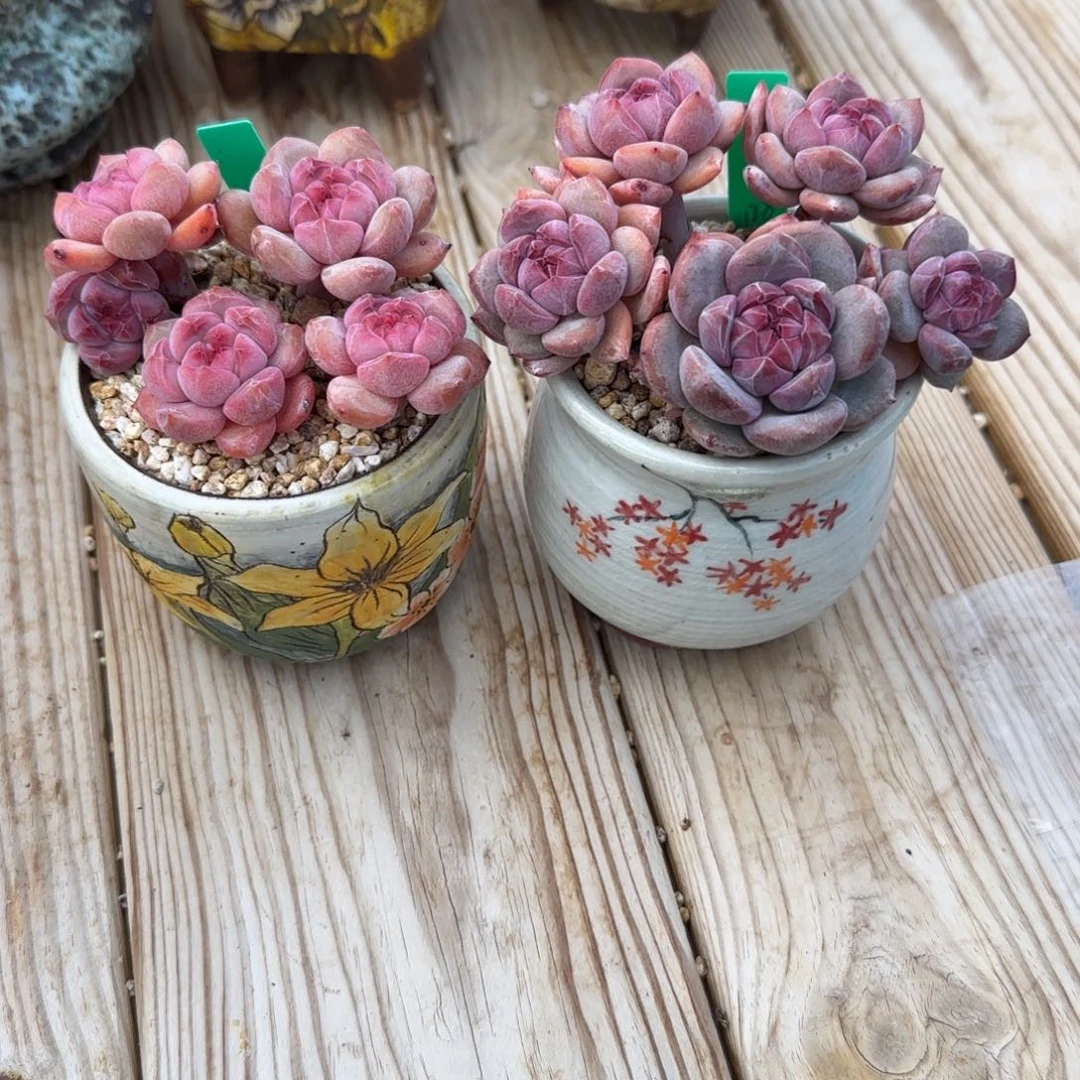 无***盐无需多盐突尼斯发货多肉2个