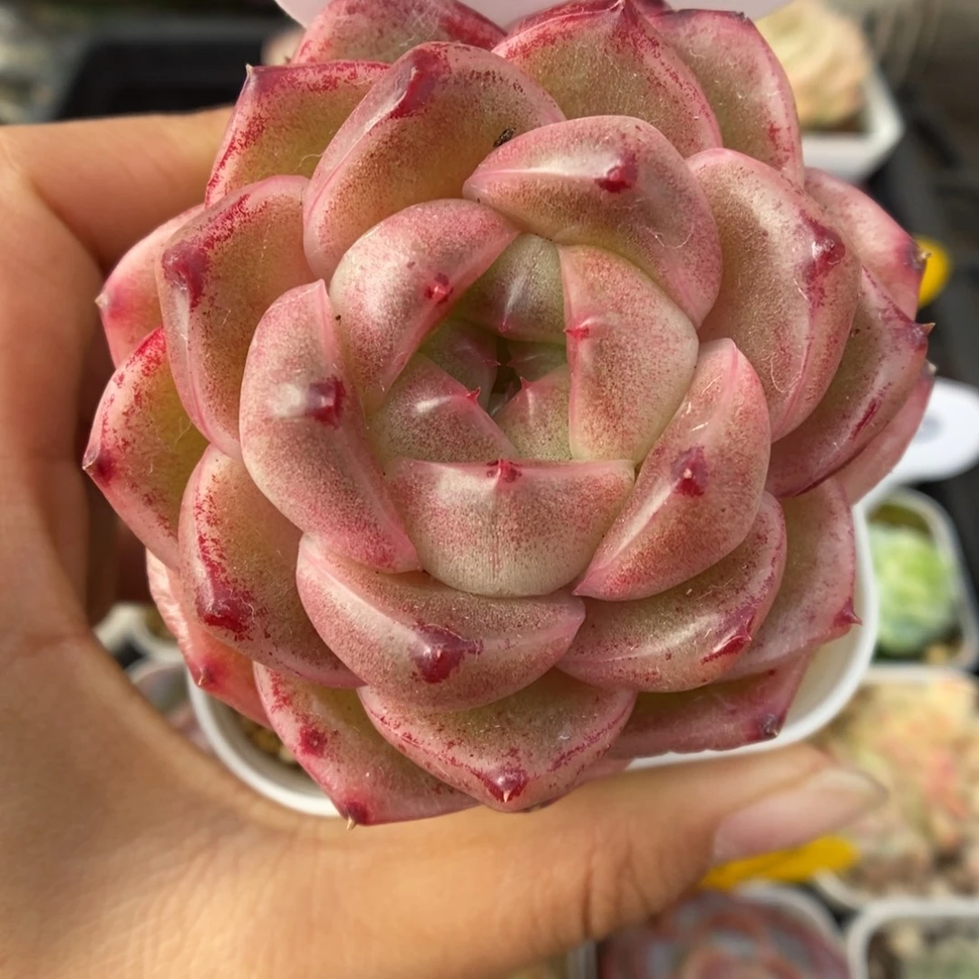 珍妮麦秆可拍567号。