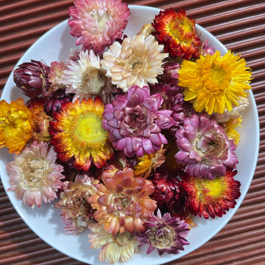 【九品藏彩莲】2025九品藏彩莲-西藏日喀则 新花上市 浓郁花香 花茶