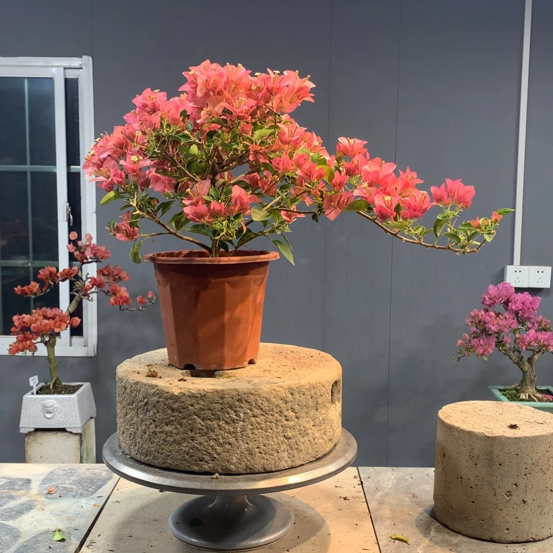 大量花朵（建议范围：8朵-15朵 或40%以上）