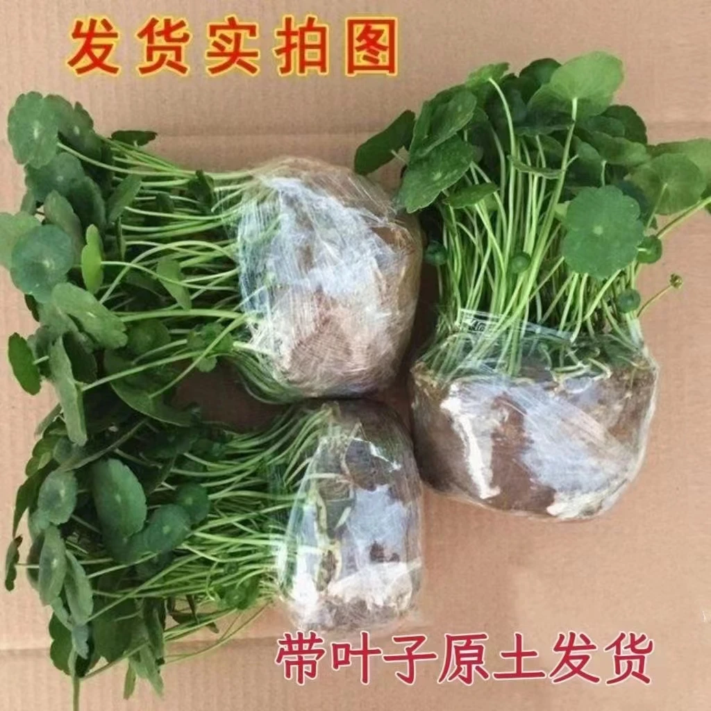 铜钱草水培招财办公室桌面盆栽金钱草花卉室内植物水养甲醛绿植