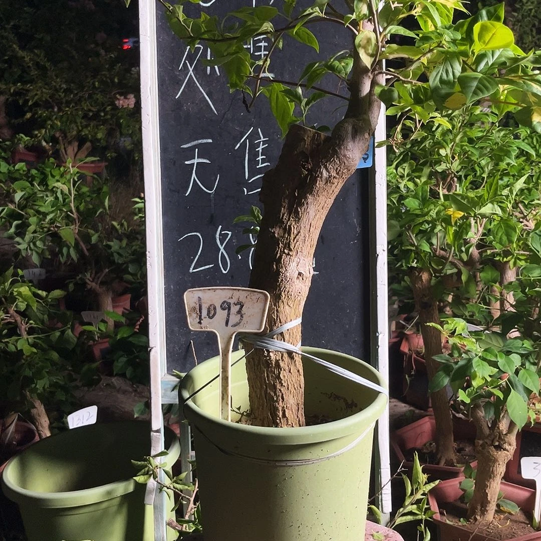 完全开放三角梅三角梅1093