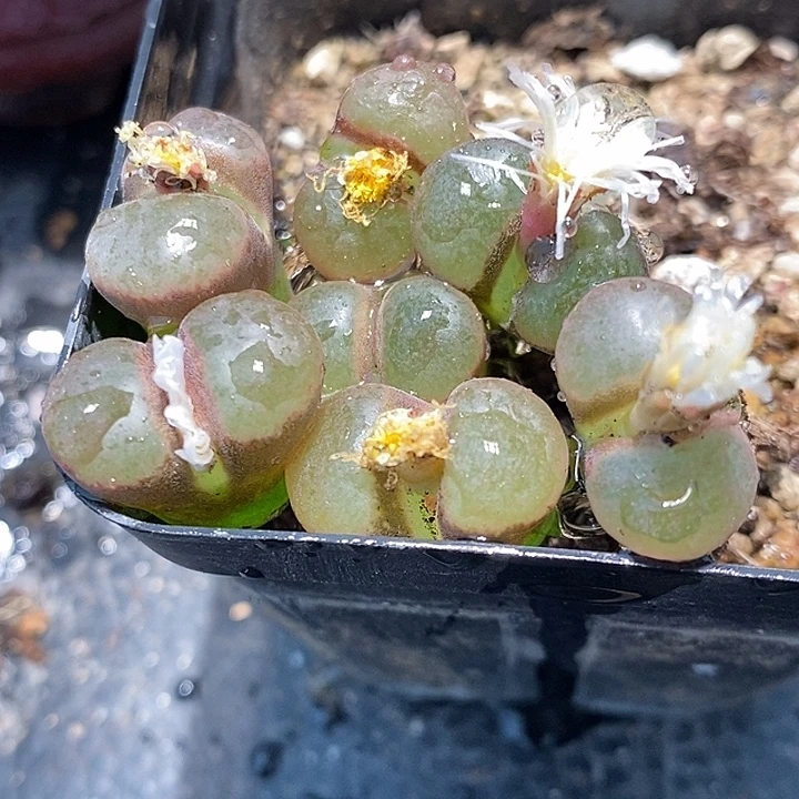 1170透窗磁铁风铃一组