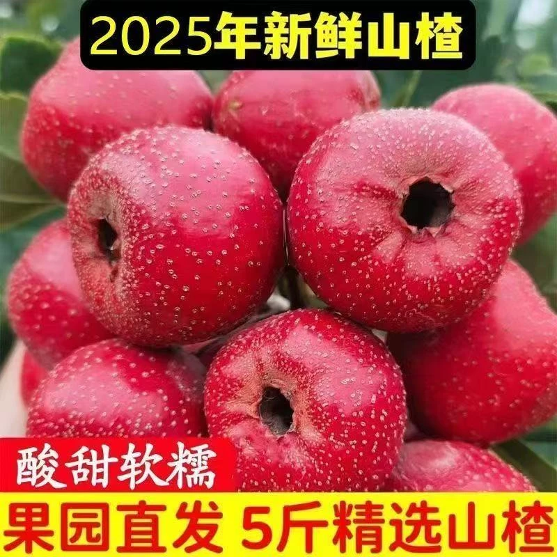 2025年大金星山楂新鲜采摘产地直发糖葫芦专用红果批发