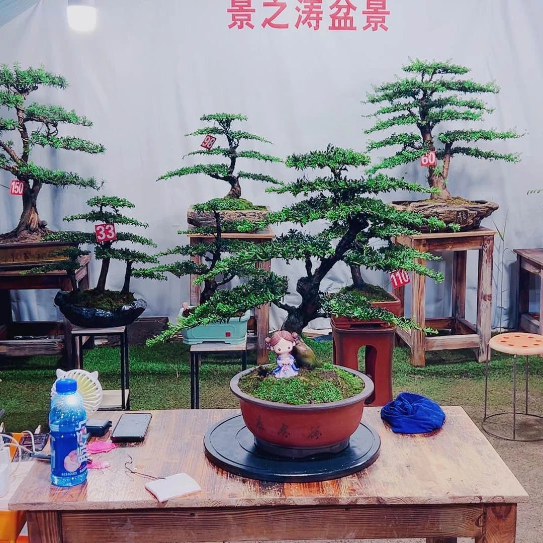无花朵红芽珍珠罗汉松