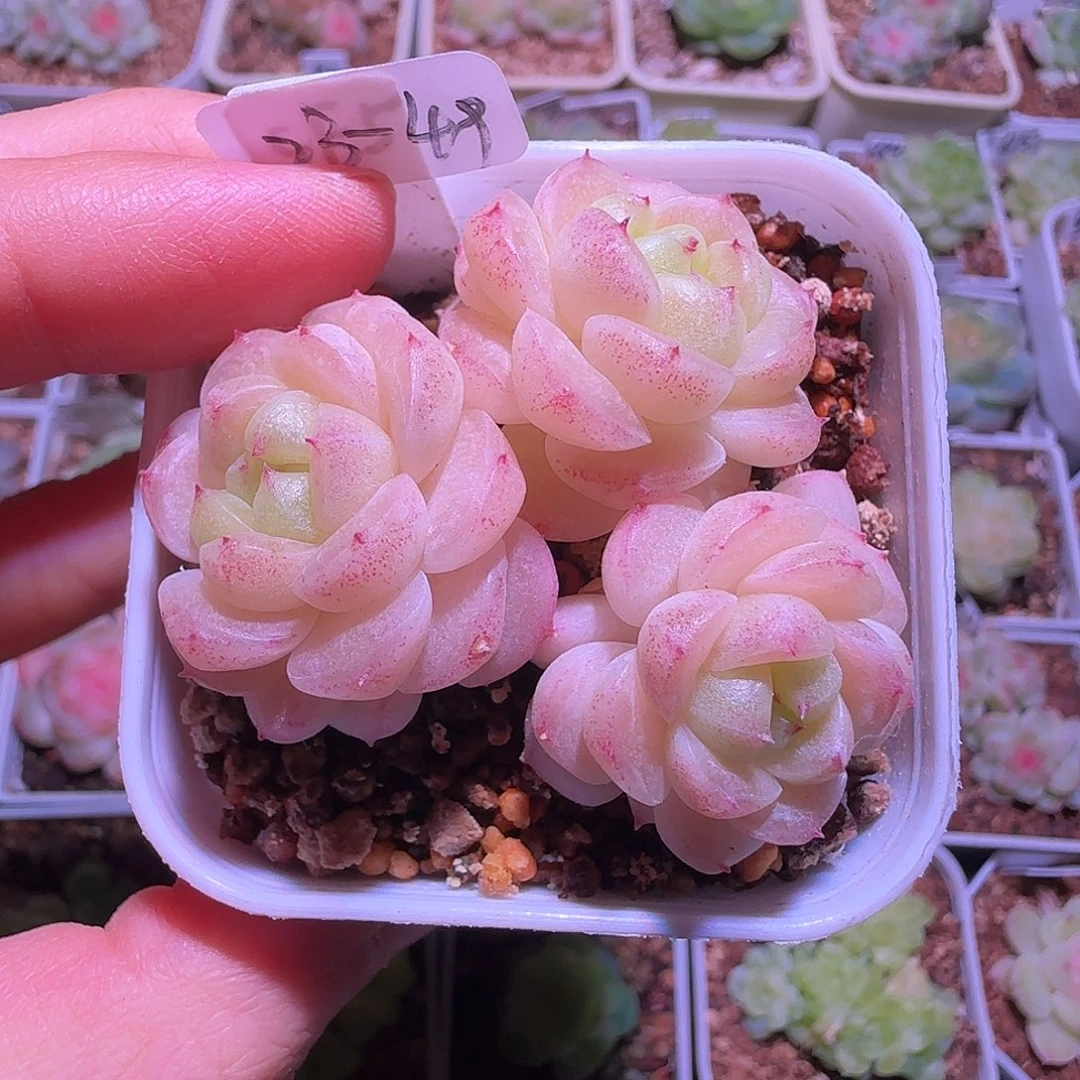 23-49福利财富密码CF5三头群生