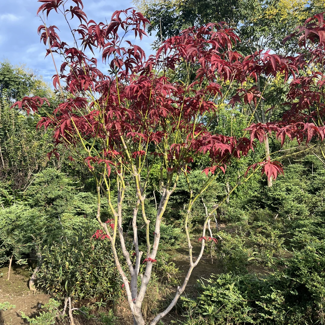 红枫树苗中华小叶红日本红枫三季红庭院绿化树苗