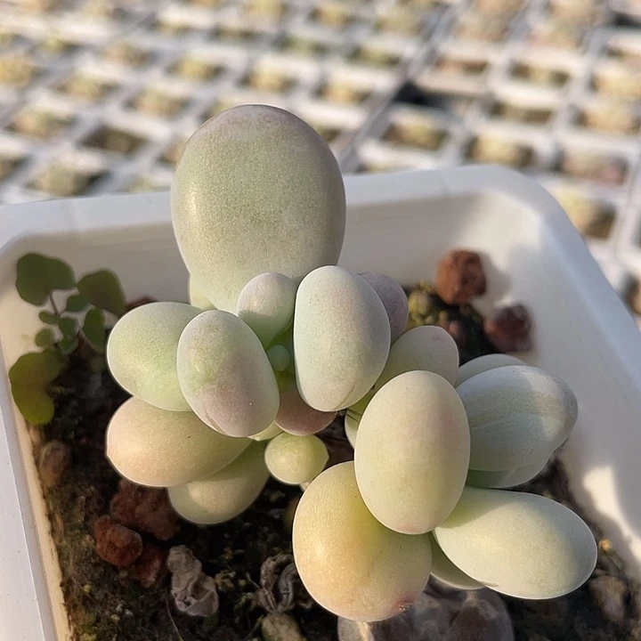 一我一拍满18包邮
