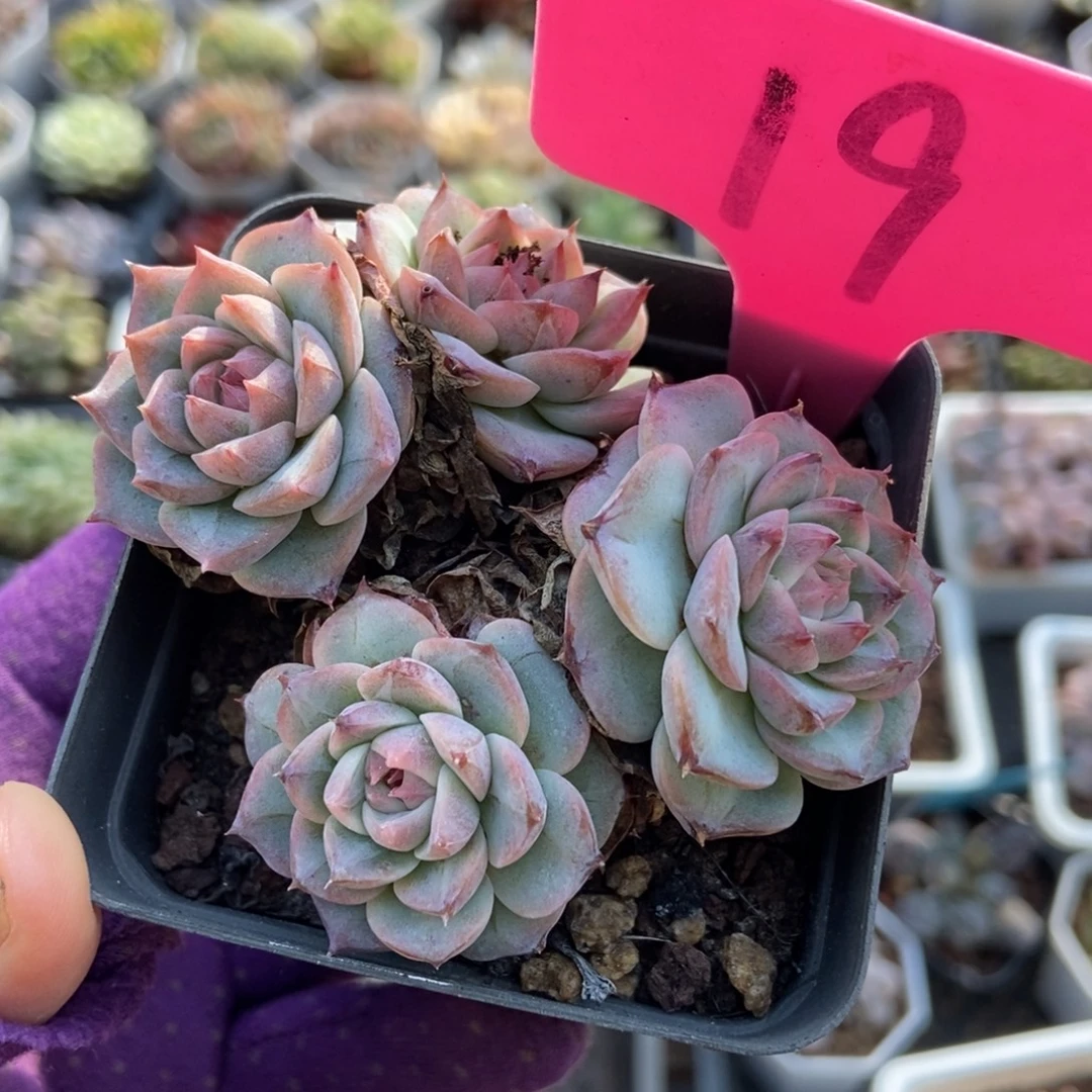 19天鹅绒多肉植物诺肉