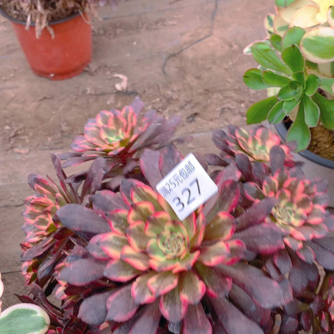 327烟花捧花多肉植物