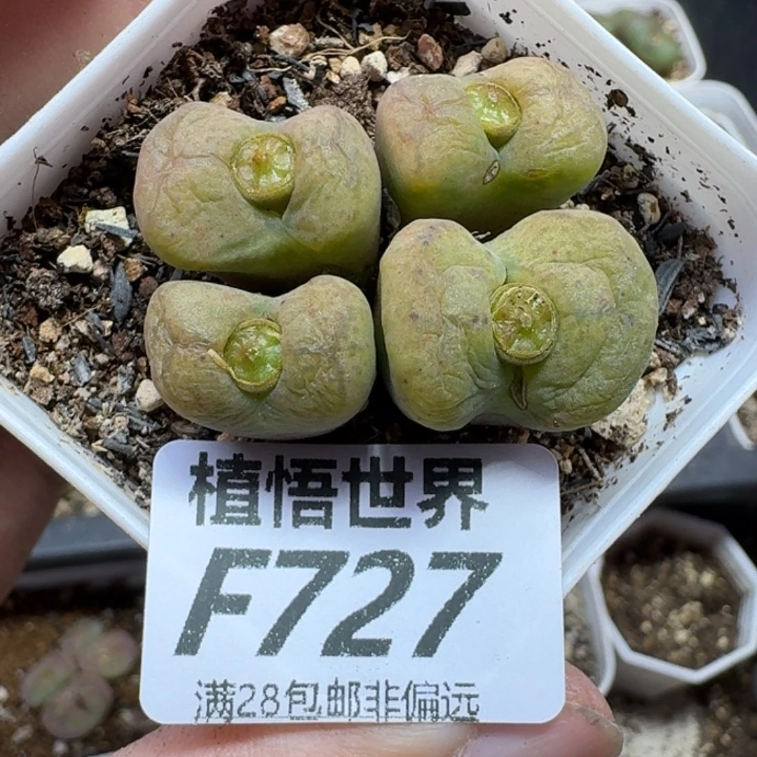多肉植物的润泽ghn